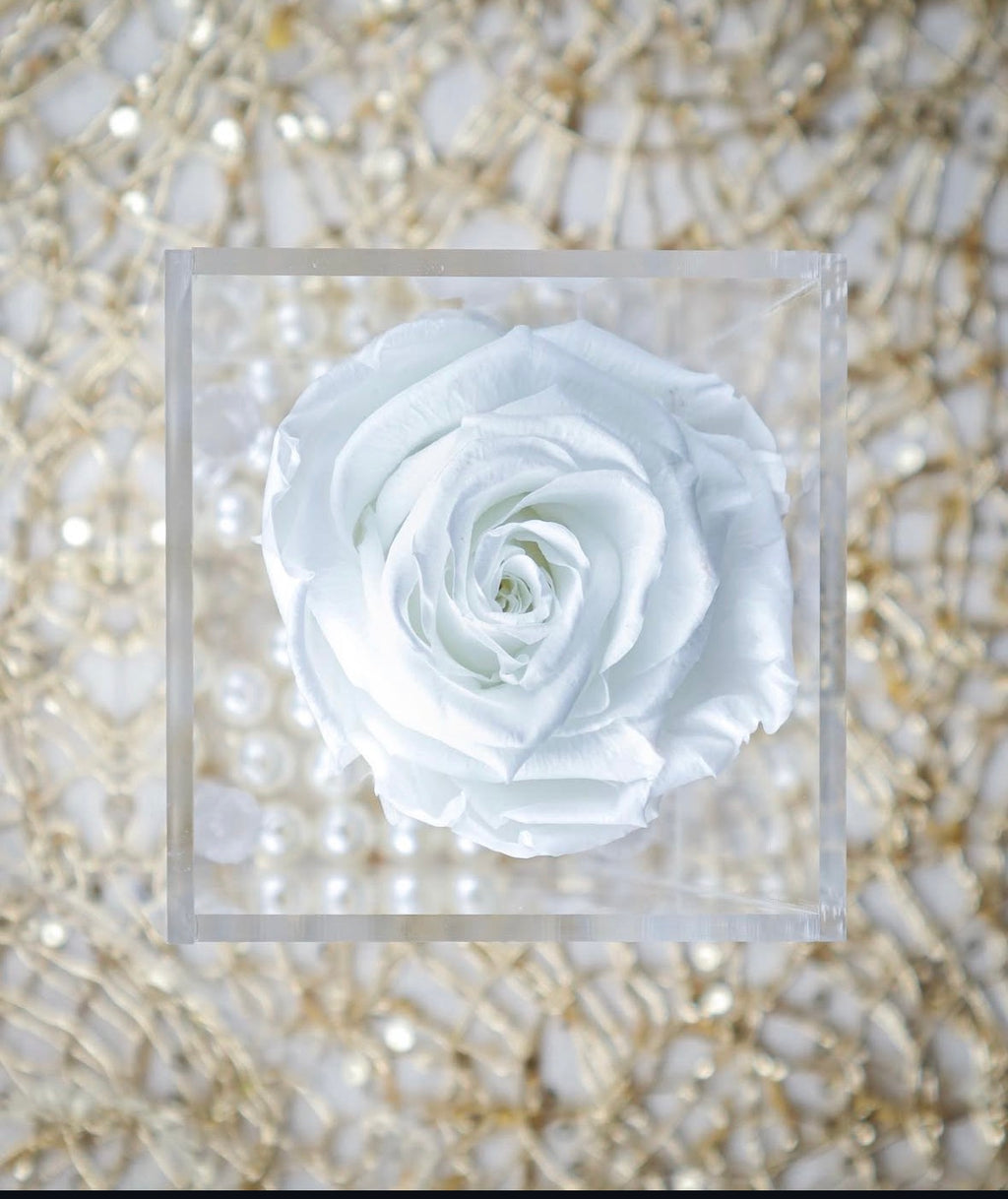 Eternal White Single Rose