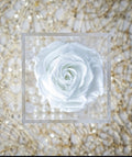 Eternal White Single Rose