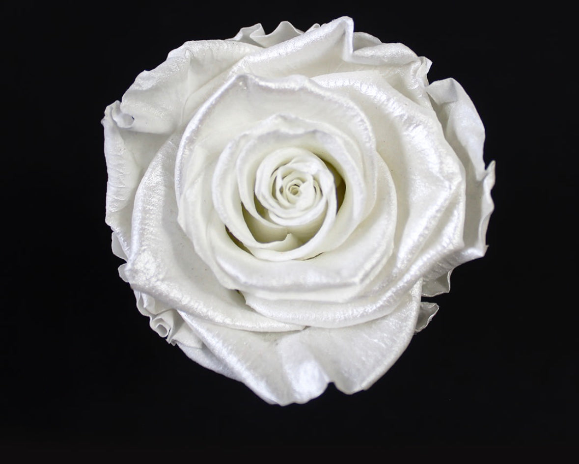 Eternal White Single Rose